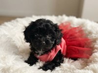 Teacup morkie köpeğimiz