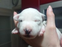 JACK RUSSELL TERRİER 40 GÜNLÜK YAVRU