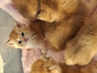 Safkan british longhair ve shorthair yavrular