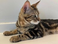 Maine Coon Anne Bengal Baba Melez Kedimiz