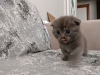 Scottish fold kedilerim rezerveye açıktır
