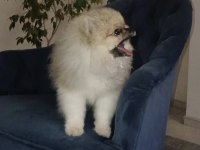 Pomeranian boo disi tea cup
