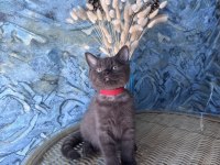 British shorthair nadir bulunan chocolate safkan erkek yavru