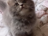 British shorthair bebeklerimiz teslime hazır