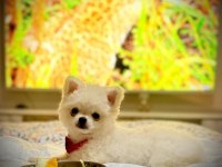 2 Aylık Erkek Aşılı Pomeranian