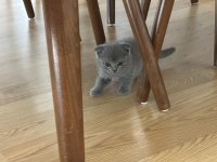 Orjinal Scottish Fold ve British Shorthair 4 Yavru