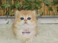 Safkan British Longhair Erkek Golden renkli yavru