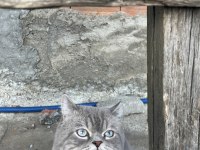 2 yaşında erkek kedimize dişi arıyoruz
