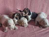 Beagle Yavru Köpeğimiz