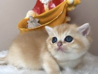 Ny12 Dişi British Shorthair