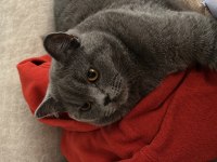 7 aylık british shorthair erkek