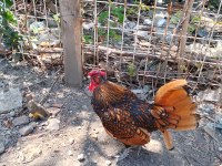 Küçük cins bakımlı çok canlı renge sahip horoz