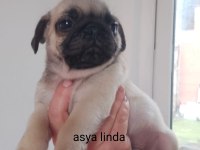Pug Mops Bebekler