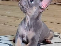 A kalite egzotik lilac tan isabella french bulldog