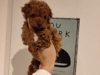 Kilo ve boy garantili poodle yavrularım