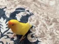 Şeftali Kafa Sevda Papağanı Evcil