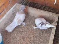 LİMON SARI ERKEK GÜVERCİN 81 İLE GÖNDERİM YAPARIZ