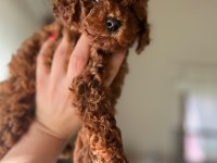 Sağlık ve ırk garantili toy poodle bebekler
