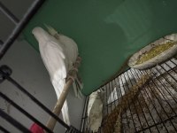 11 Aylık clear pied sultan papağanı
