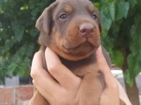 A kalite doberman yavrular