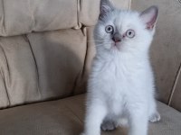 British Shorthair ve Scottish fold Yavrular