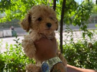 2.5 aylık toy poodle
