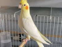 5 Aylık Erkek Lutino Sultan Papağanı