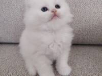 Kar Beyazı British Longhair Yavrular