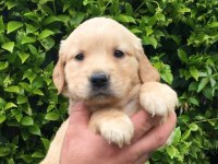AKILLI GOLDEN BEBEKLER