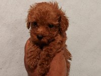O bir prenses poodle