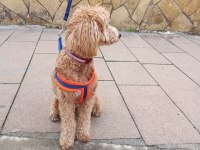 ERKEK POODLE 10 NİSAN DOĞUMLU