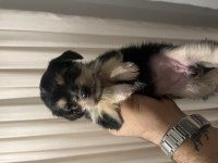Yorkshire terrier 2. Sınıf