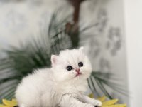British Longhair Silver Yavrular