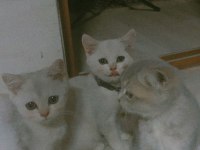 %100 SAFKAN BRİTİSH SHORTHAİR DİŞİ YAVRULARIM