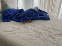 KEDİMİZ TARÇIN ONU SEVECEK AİLESİNİ ARIYOR