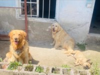 Golden retriever erkek