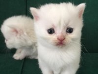 baba secereli safkan british shorthair yavrular