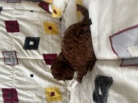 2 kiloyu geçmez garantili kore poodle yavrular