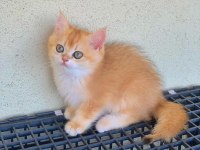 British Shorthair Golden Ny 12 Yavrular