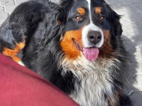 Bernese mountain
