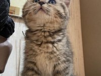 Bebeksu British Shorthairler