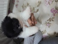 1 buçuk aylık yavrularım 2 dişi 1 erkek pomeranian