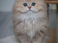Nadir Renk BY Golden British Longhair 