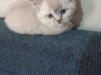 Efsane british shorthair bebeklerim