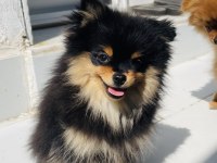 4 aylık güzeller pomeranian boo