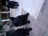 Safkan anne ve babadan french bulldog