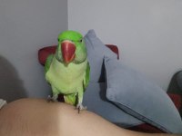 Evcil Eğitime Açık 6 Aylık Pakistan Papağanı