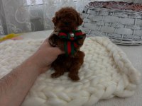 Toy poodle köpeğimiz yeni yuvasını arıyor