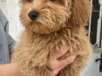 Mini Boy Maltipoo Oğlumuz
