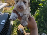 Masal gibi bir maltipoo dostluk sizi bekliyor